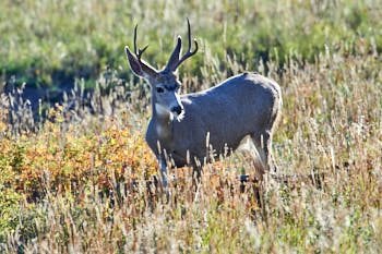 Wildlife Yellowstone<br>NIKON D4, 850 mm, 640 ISO,  1/400 sec,  f : 9 